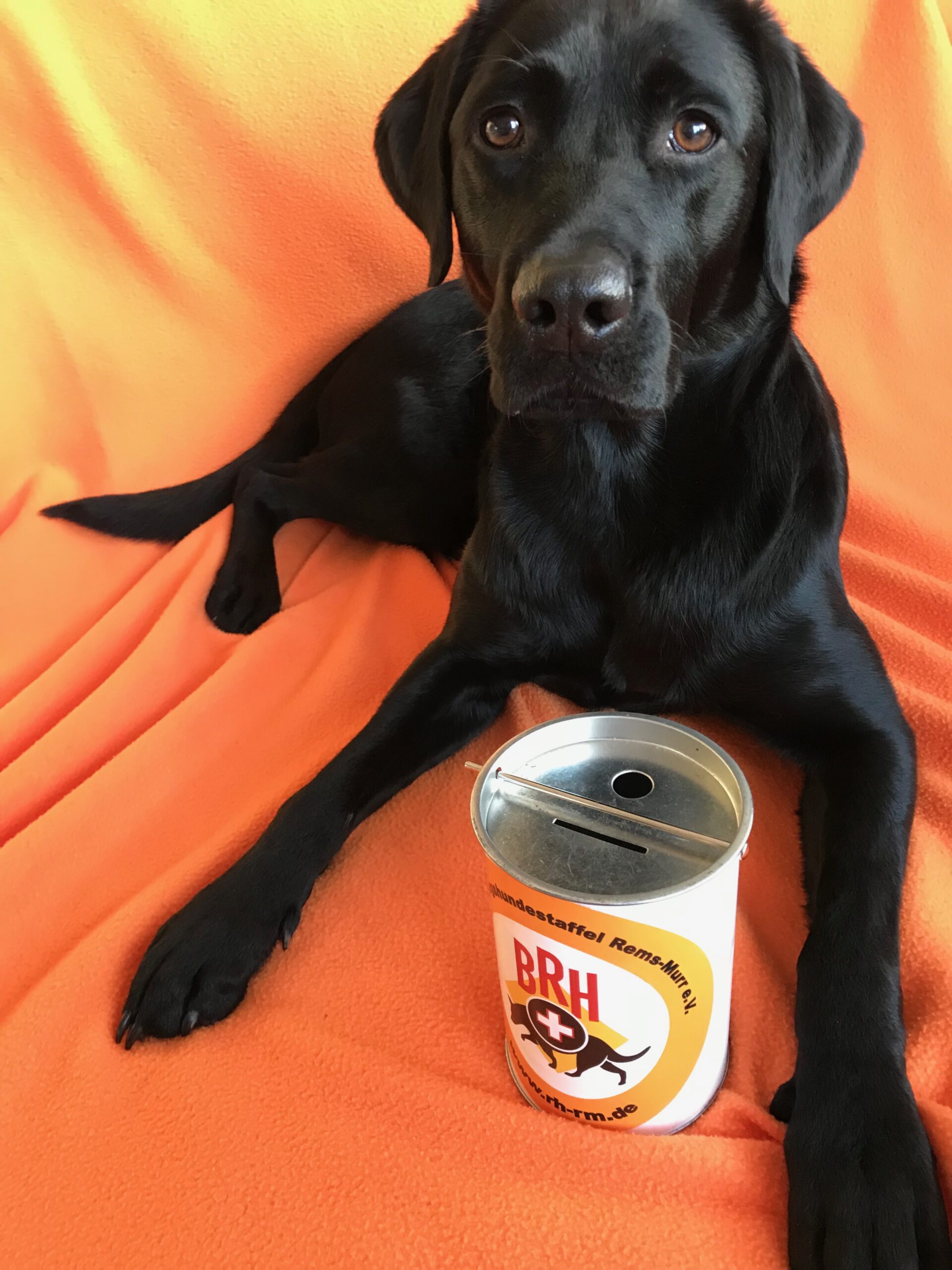 Luna Sammeln